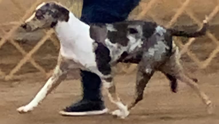 Maze, a Catahoula Leopard Dog tested with EmbarkVet.com