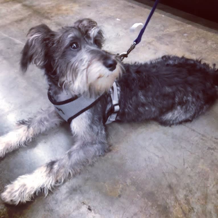Fallon, a Miniature Schnauzer and Russell-type Terrier mix tested with EmbarkVet.com