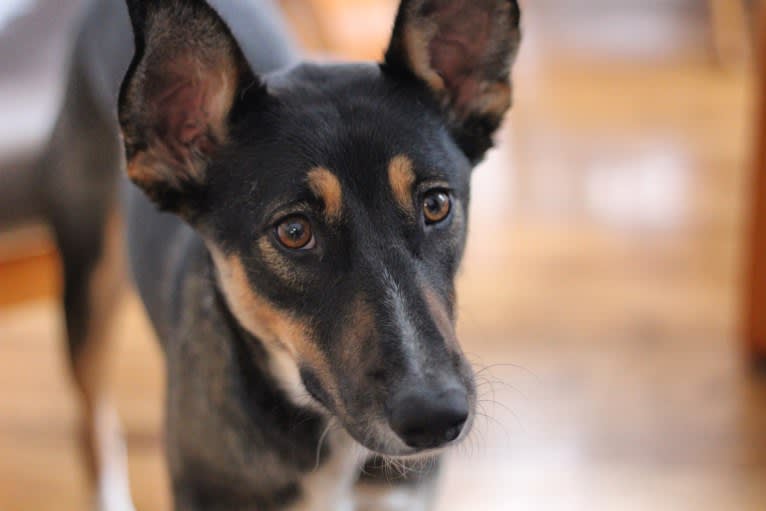 Olive, a South Asian Village Dog tested with EmbarkVet.com