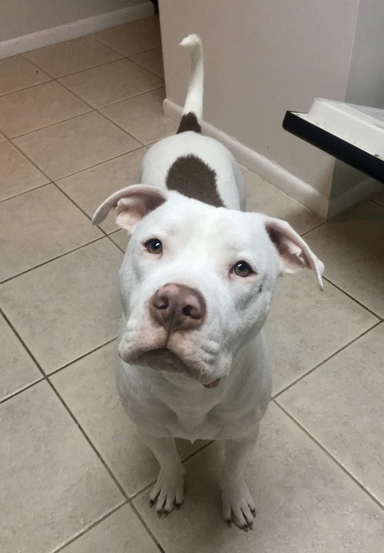 Lincoln, an American Bulldog and American Pit Bull Terrier mix tested with EmbarkVet.com