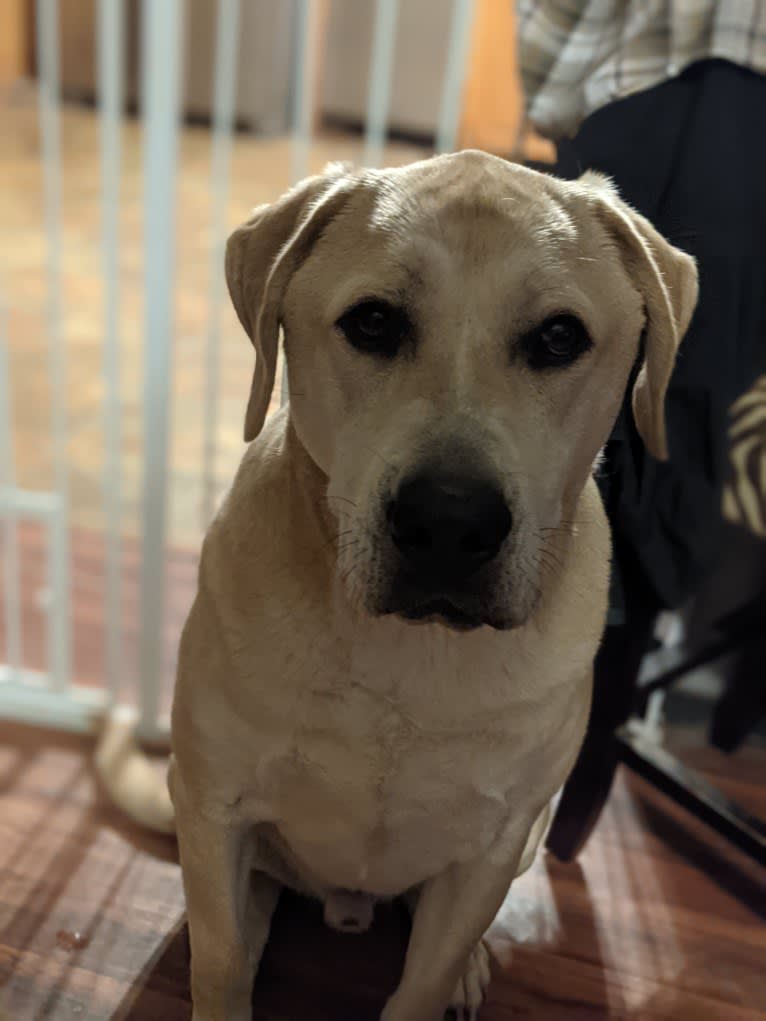 Bonzo, an Anatolian Shepherd Dog and American Bully mix tested with EmbarkVet.com