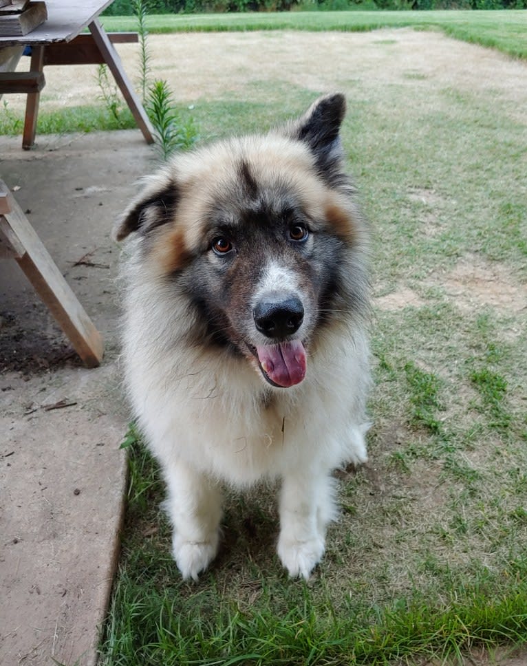 Monster, a Great Pyrenees and Alaskan Malamute mix tested with EmbarkVet.com