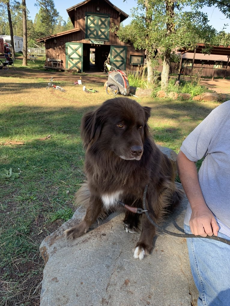 Rosey, a Newfoundland and Siberian Husky mix tested with EmbarkVet.com