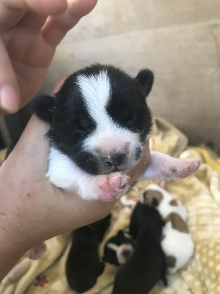 maru, a Japanese or Korean Village Dog tested with EmbarkVet.com