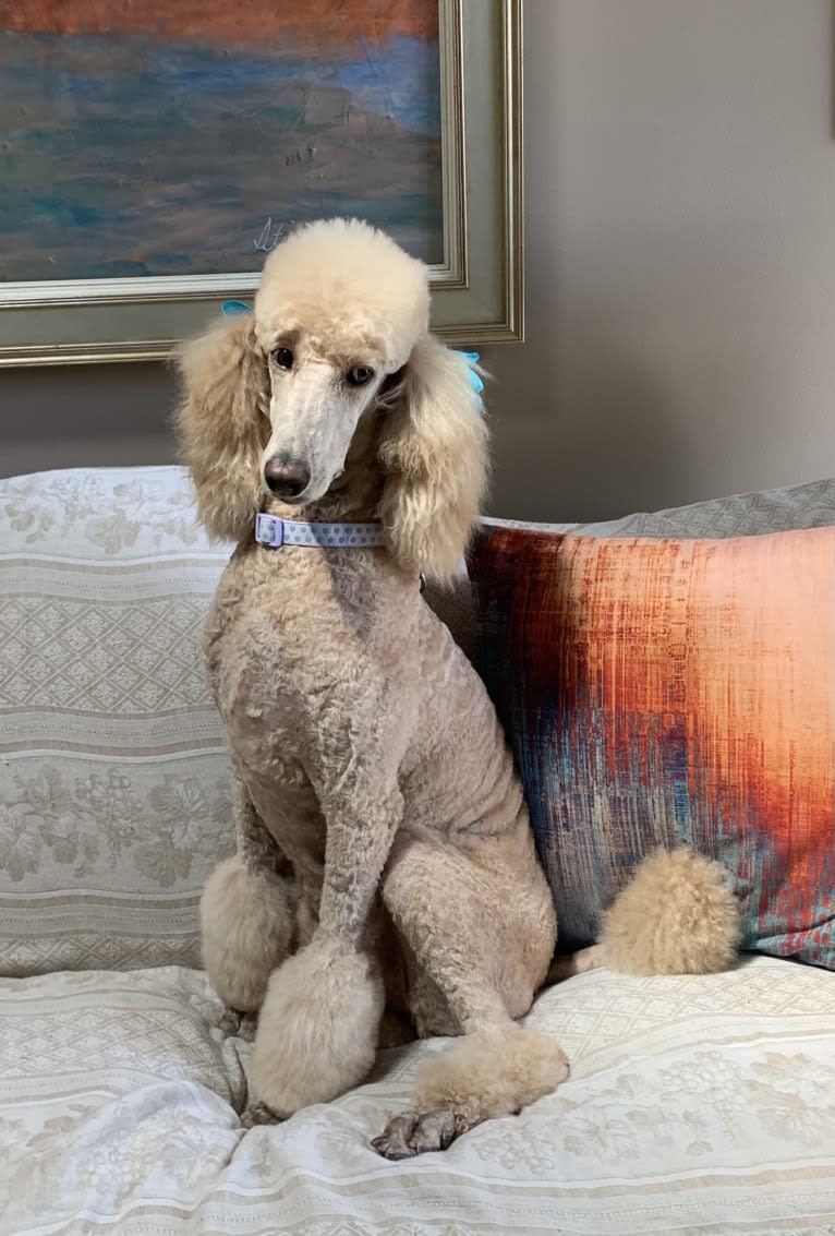 Denali, a Poodle (Standard) tested with EmbarkVet.com