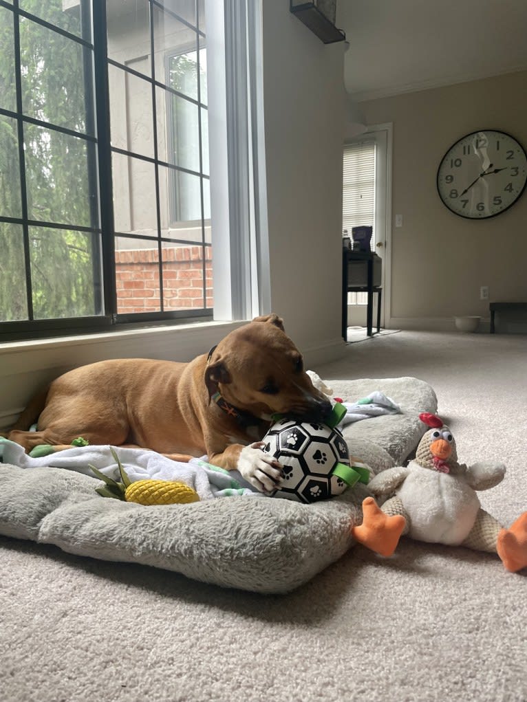 Simon, an American Pit Bull Terrier and Catahoula Leopard Dog mix tested with EmbarkVet.com