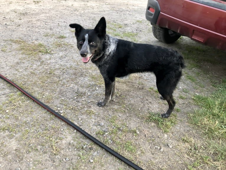 Mist, an Australian Cattle Dog and Australian Shepherd mix tested with EmbarkVet.com