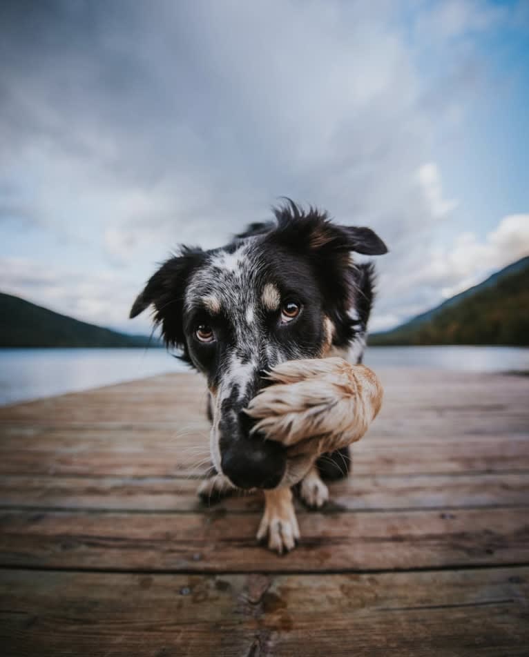 Marin, a Border Collie and Australian Cattle Dog mix tested with EmbarkVet.com