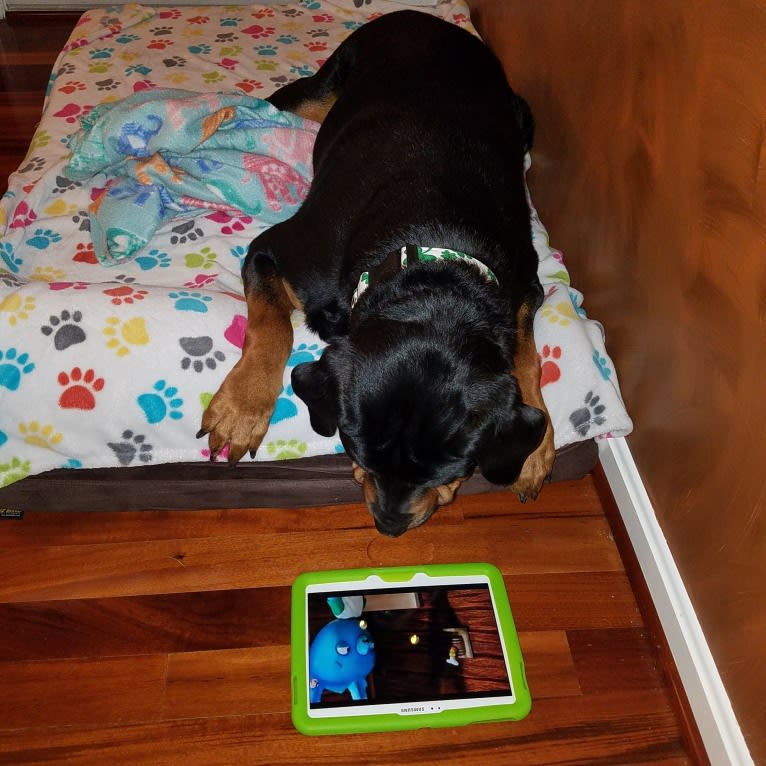Adeline, a Rottweiler tested with EmbarkVet.com