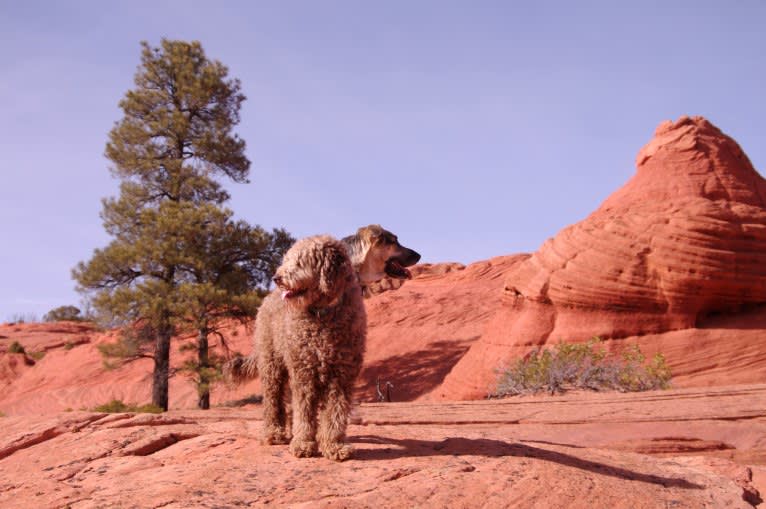 Maggie Sue, a Poodle (Standard) and Poodle (Small) mix tested with EmbarkVet.com