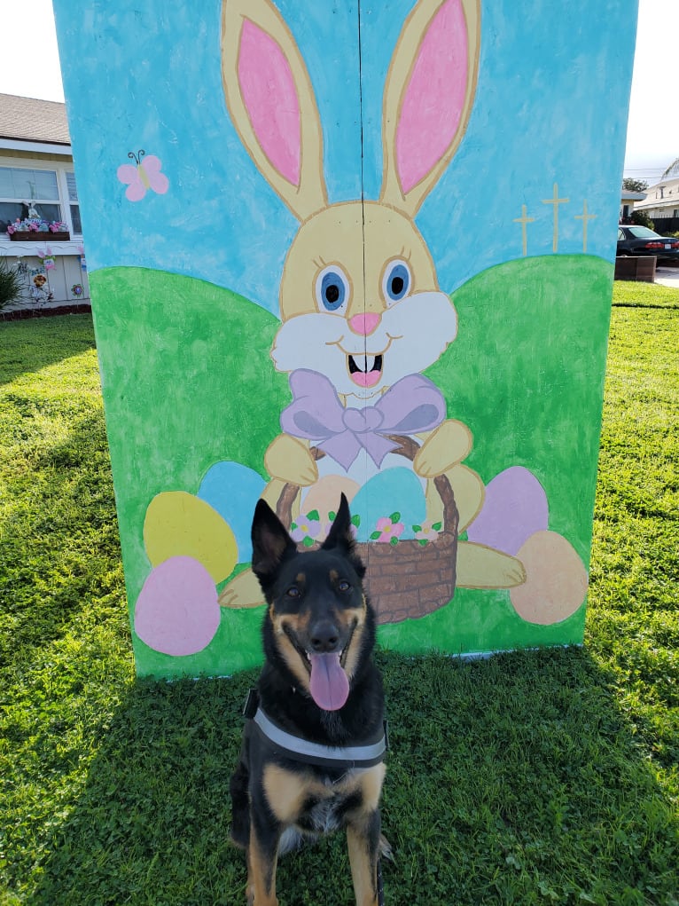 PUCK, an Australian Cattle Dog and German Shepherd Dog mix tested with EmbarkVet.com