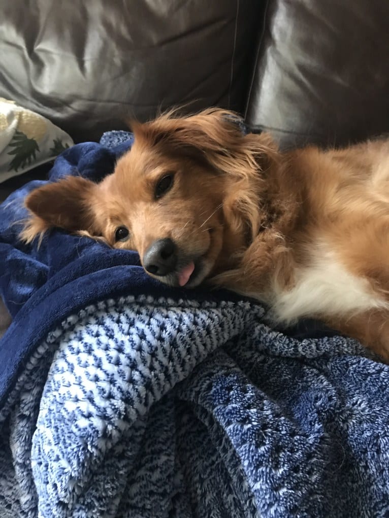 Bailey, a Golden Retriever and Australian Cattle Dog mix tested with EmbarkVet.com