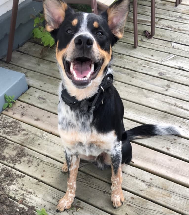 Finn, a Border Collie and Australian Cattle Dog mix tested with EmbarkVet.com
