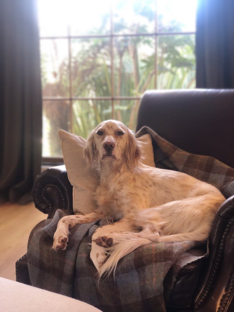 Argus, a Llewellin Setter tested with EmbarkVet.com