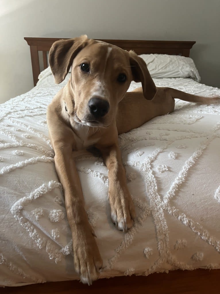 Her name is Sage, an American Bulldog and Labrador Retriever mix tested with EmbarkVet.com