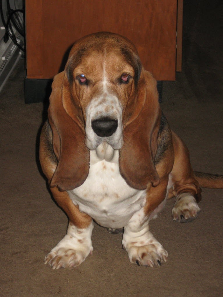 Teddy, a Basset Hound tested with EmbarkVet.com