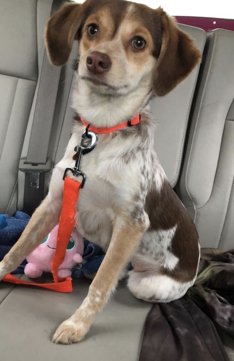 Lucy, a Beagle and Cocker Spaniel mix tested with EmbarkVet.com