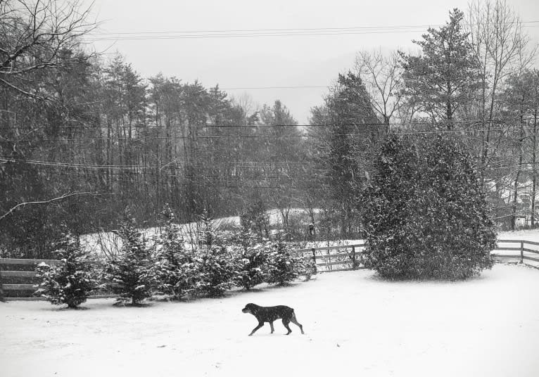 Agnes, a Rottweiler tested with EmbarkVet.com