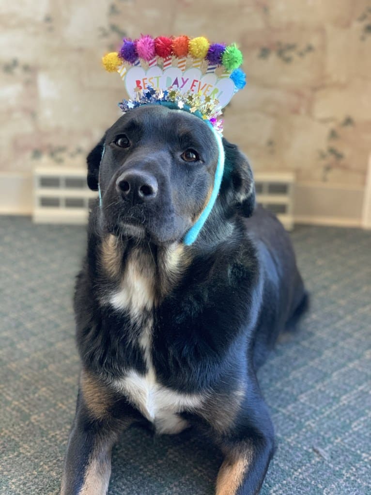 Smokey, a Labrador Retriever and Border Collie mix tested with EmbarkVet.com