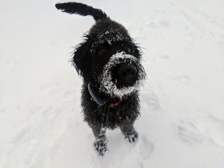 River, a Labradoodle tested with EmbarkVet.com