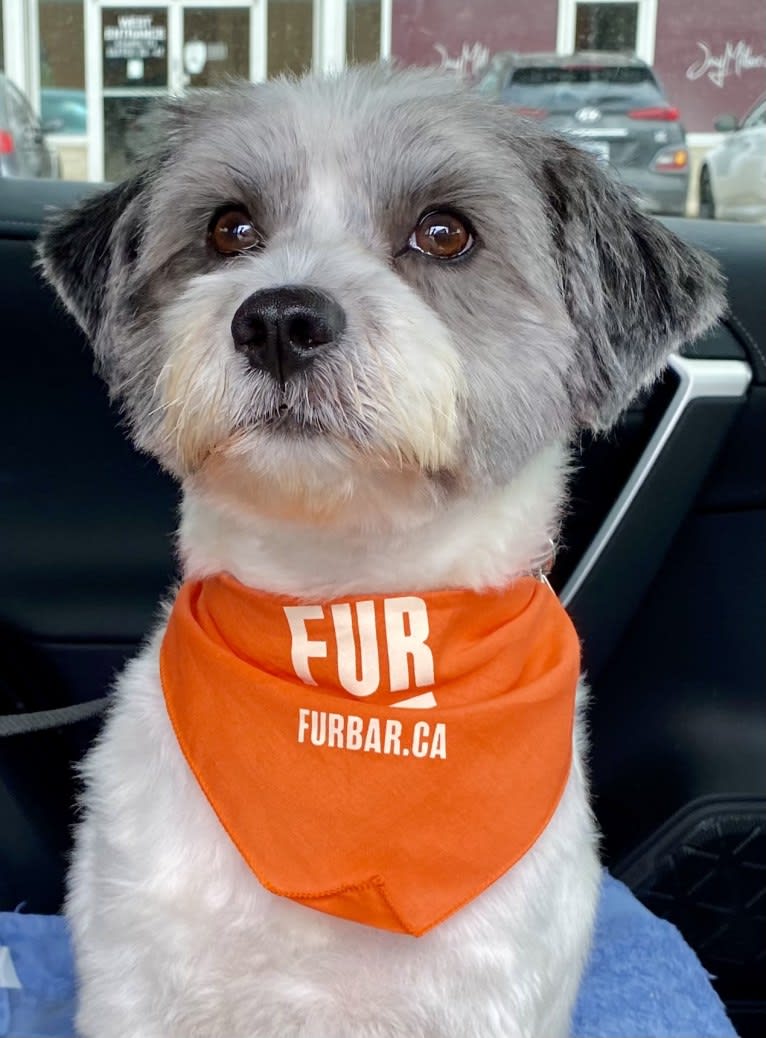 Echo, an Arabian Village Dog and Pekingese mix tested with EmbarkVet.com