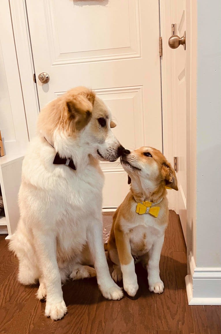 Dior, a Great Pyrenees tested with EmbarkVet.com