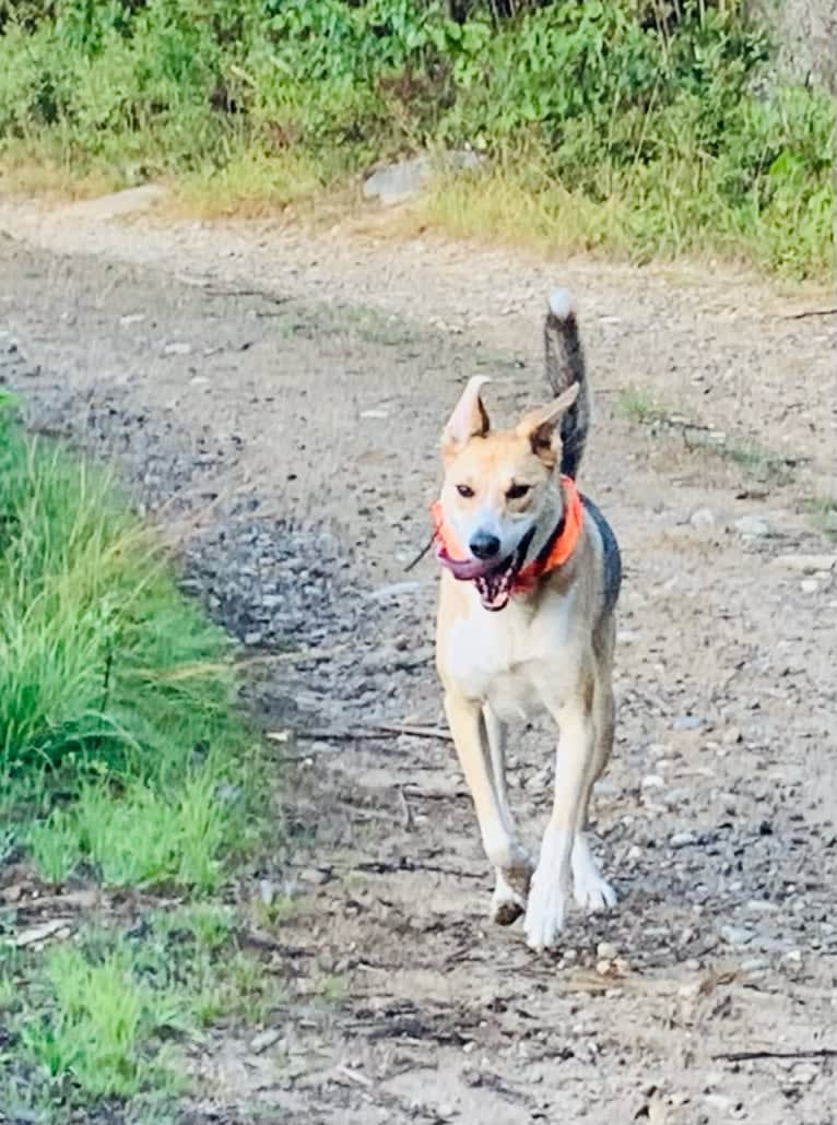 Baxter, a Mountain Cur and West Siberian Laika mix tested with EmbarkVet.com