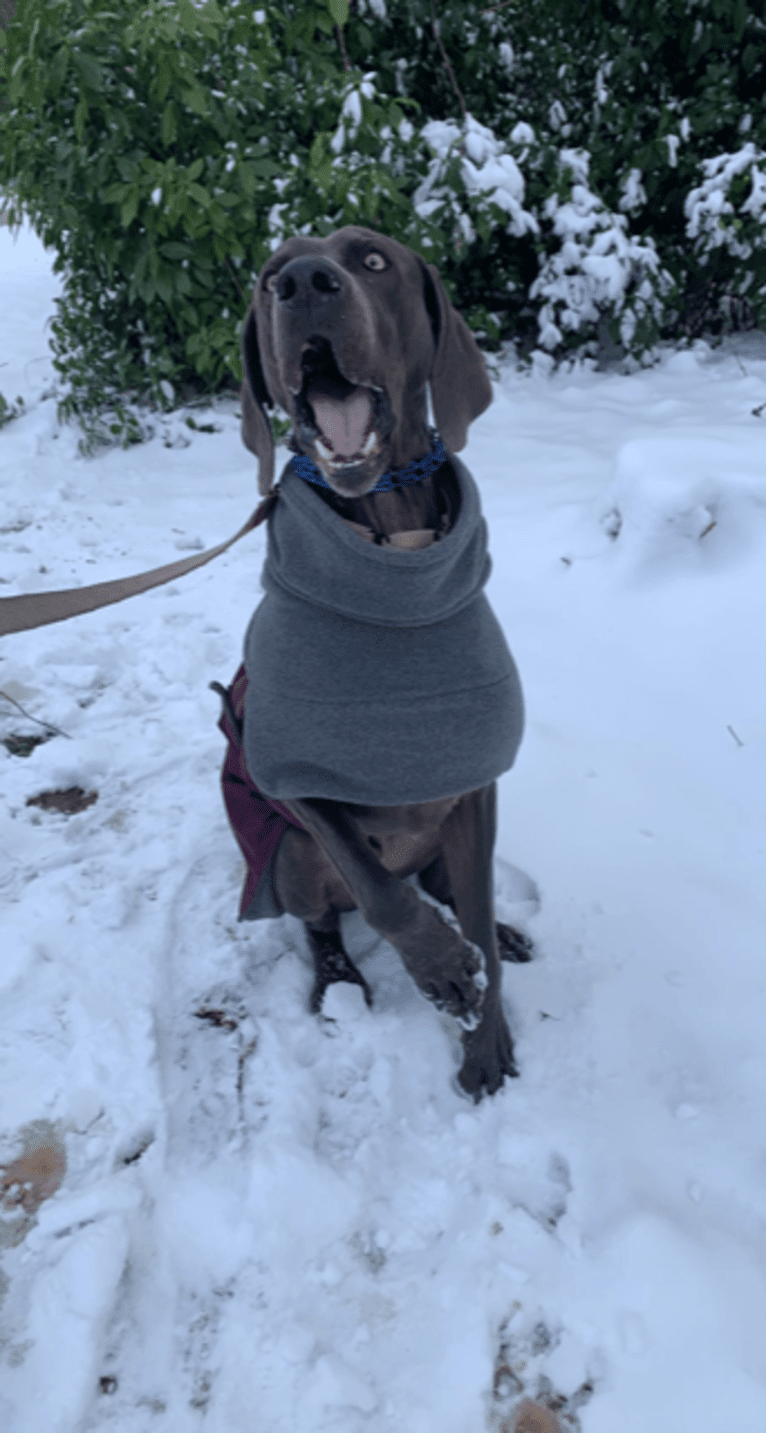 Knox, a Weimaraner tested with EmbarkVet.com