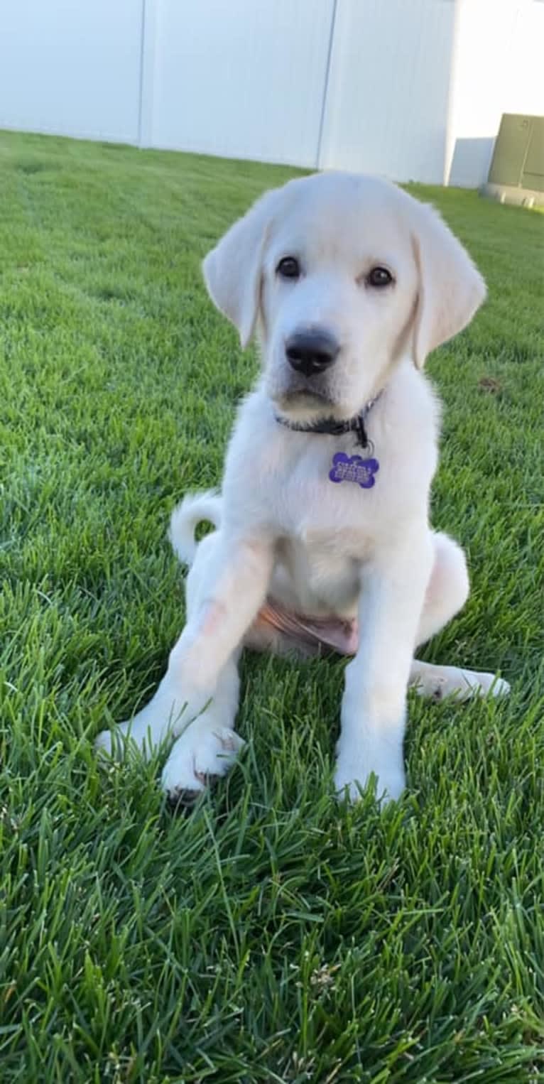 Keebler, a Great Pyrenees and Sarplaninac mix tested with EmbarkVet.com