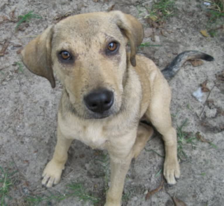 Chase, an American Pit Bull Terrier and Great Pyrenees mix tested with EmbarkVet.com