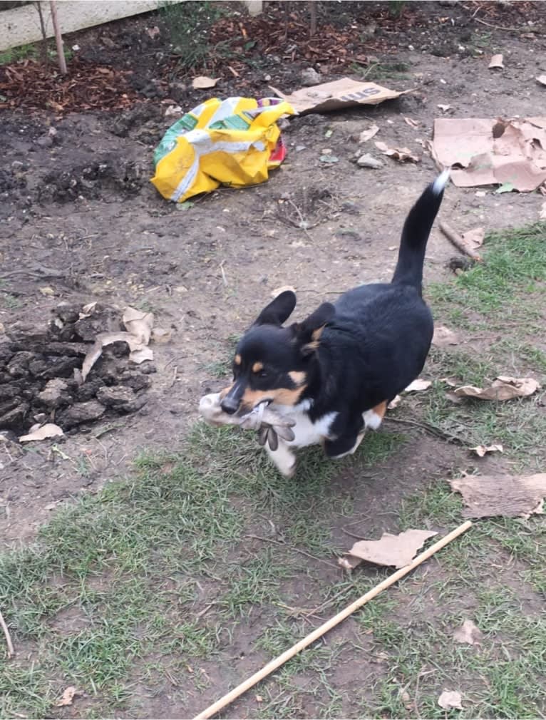 Pippin, a Pembroke Welsh Corgi tested with EmbarkVet.com