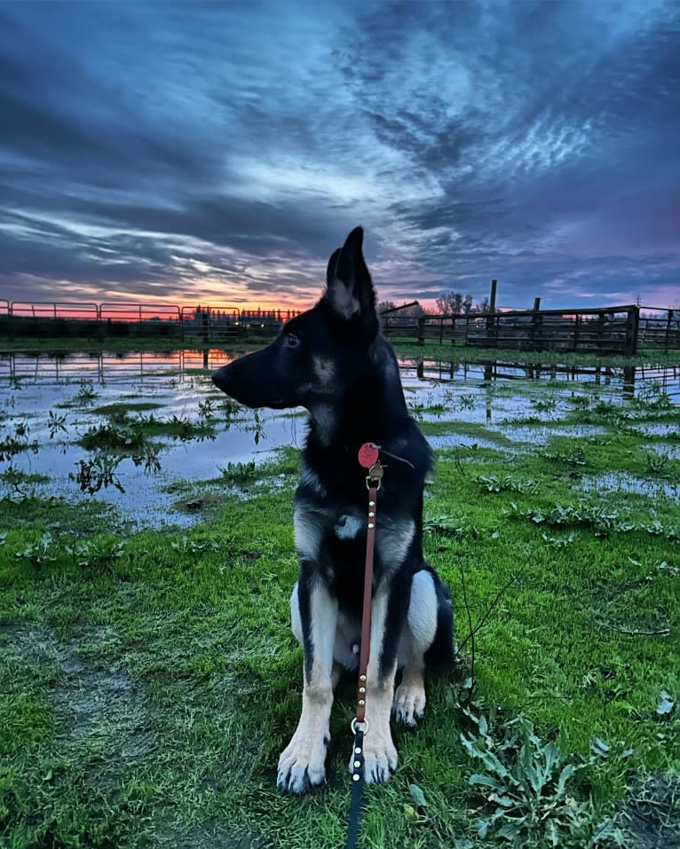 Pyro, a German Shepherd Dog (6.9% unresolved) tested with EmbarkVet.com
