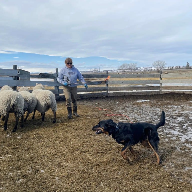 Thanos le Coeur Pur, a Beauceron tested with EmbarkVet.com