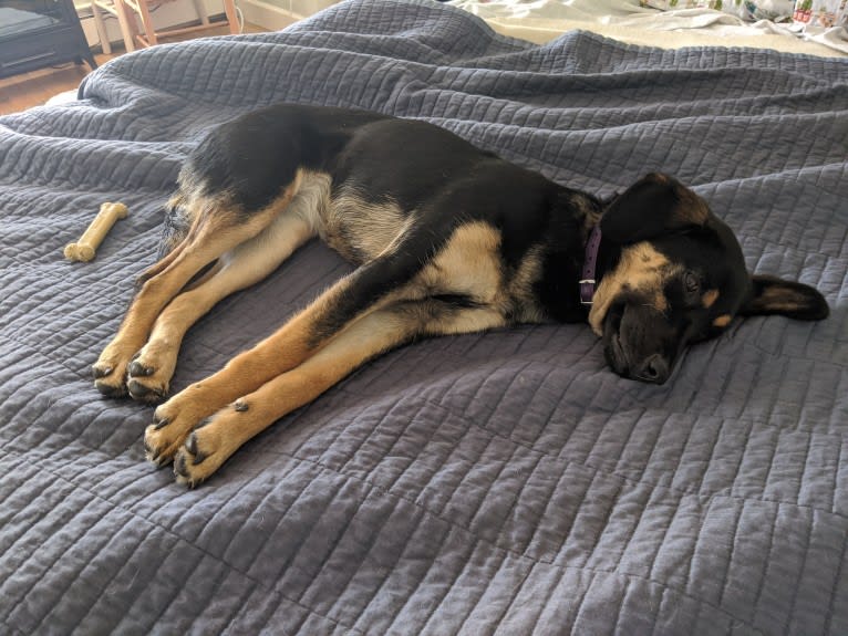 Clara, a Beagle and Australian Cattle Dog mix tested with EmbarkVet.com