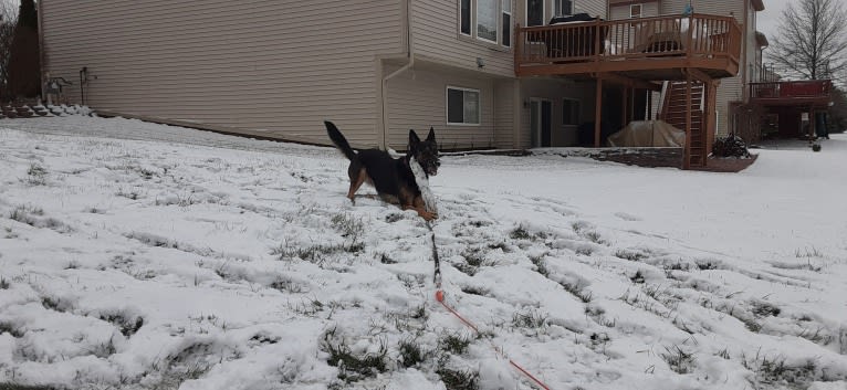 Petra, a German Shepherd Dog and Australian Cattle Dog mix tested with EmbarkVet.com