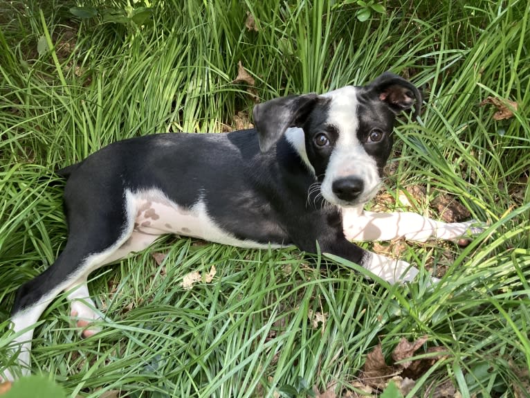 Piper, an American Pit Bull Terrier and Plott mix tested with EmbarkVet.com