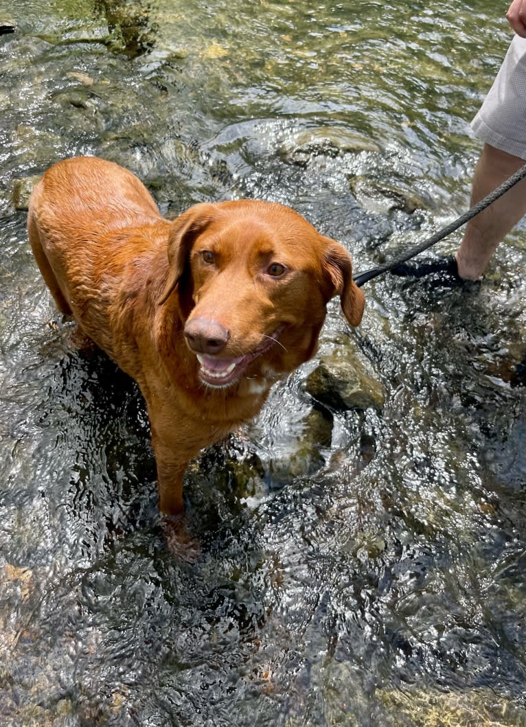 Scarlett, a Redbone Coonhound and Labrador Retriever mix tested with EmbarkVet.com