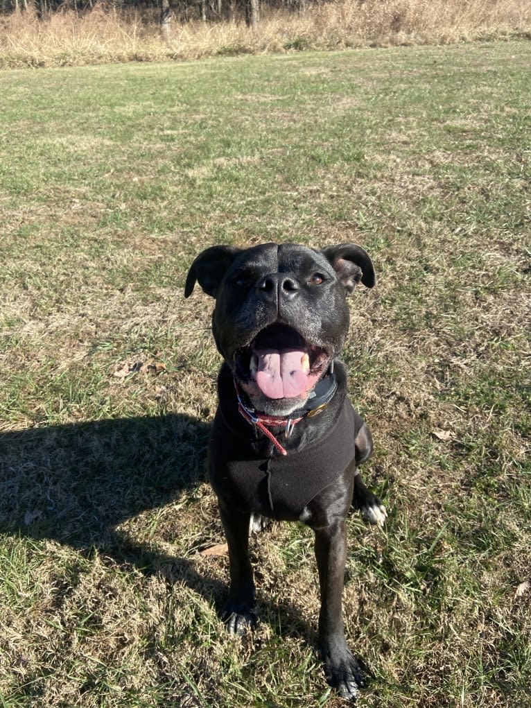 Zhala, a Cane Corso and American Pit Bull Terrier mix tested with EmbarkVet.com