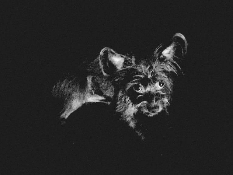 Mazzy, a Chihuahua and Maltese mix tested with EmbarkVet.com