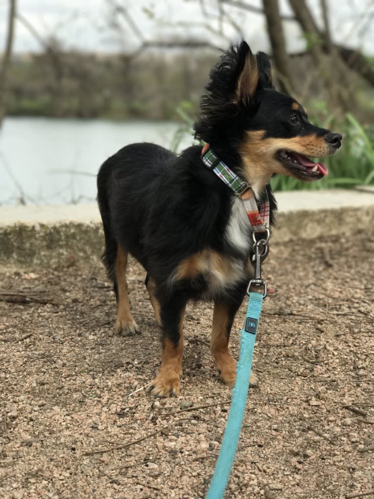 Dunkin, a Chihuahua and Miniature Pinscher mix tested with EmbarkVet.com