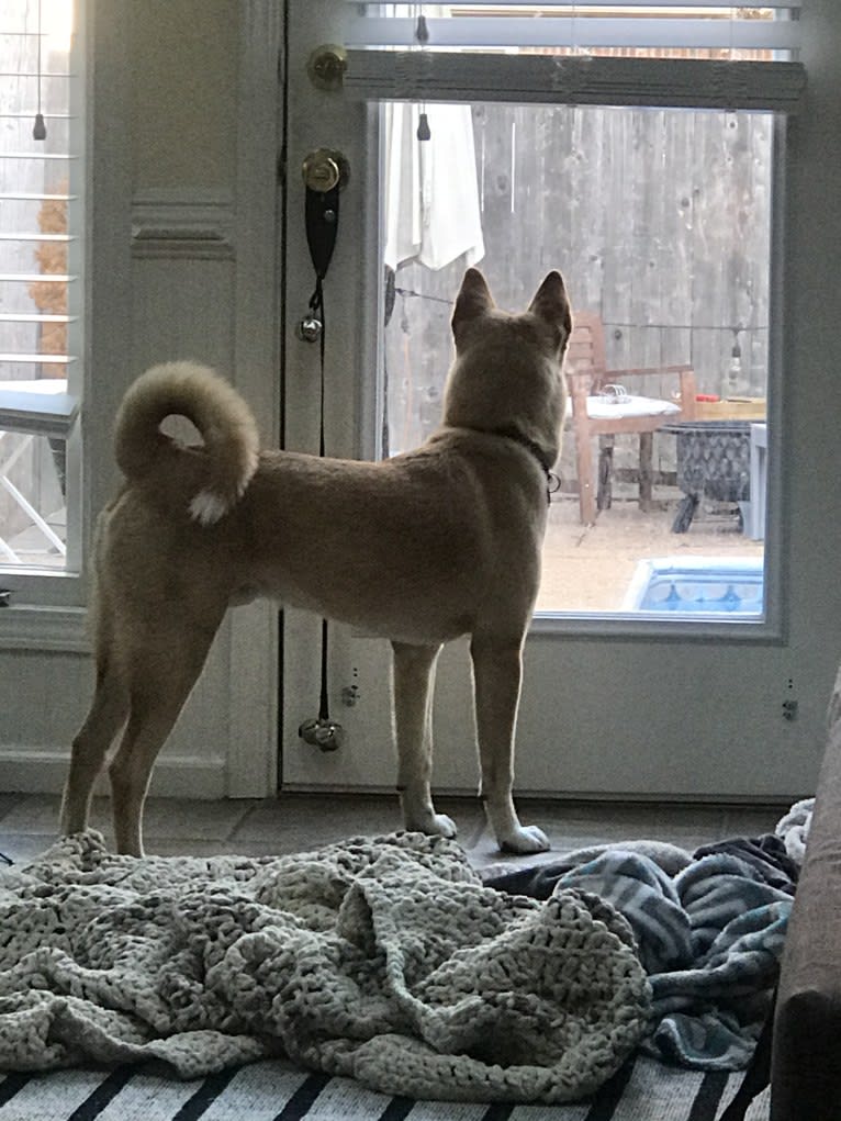 Kevin, an Akita and American Pit Bull Terrier mix tested with EmbarkVet.com