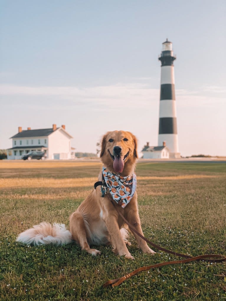 Marley, a Golden Retriever tested with EmbarkVet.com