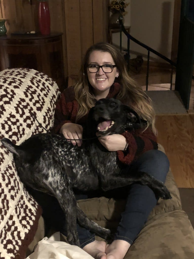 Gunner Smith, a German Shorthaired Pointer tested with EmbarkVet.com