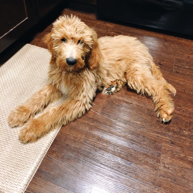 Brodie, a Goldendoodle tested with EmbarkVet.com