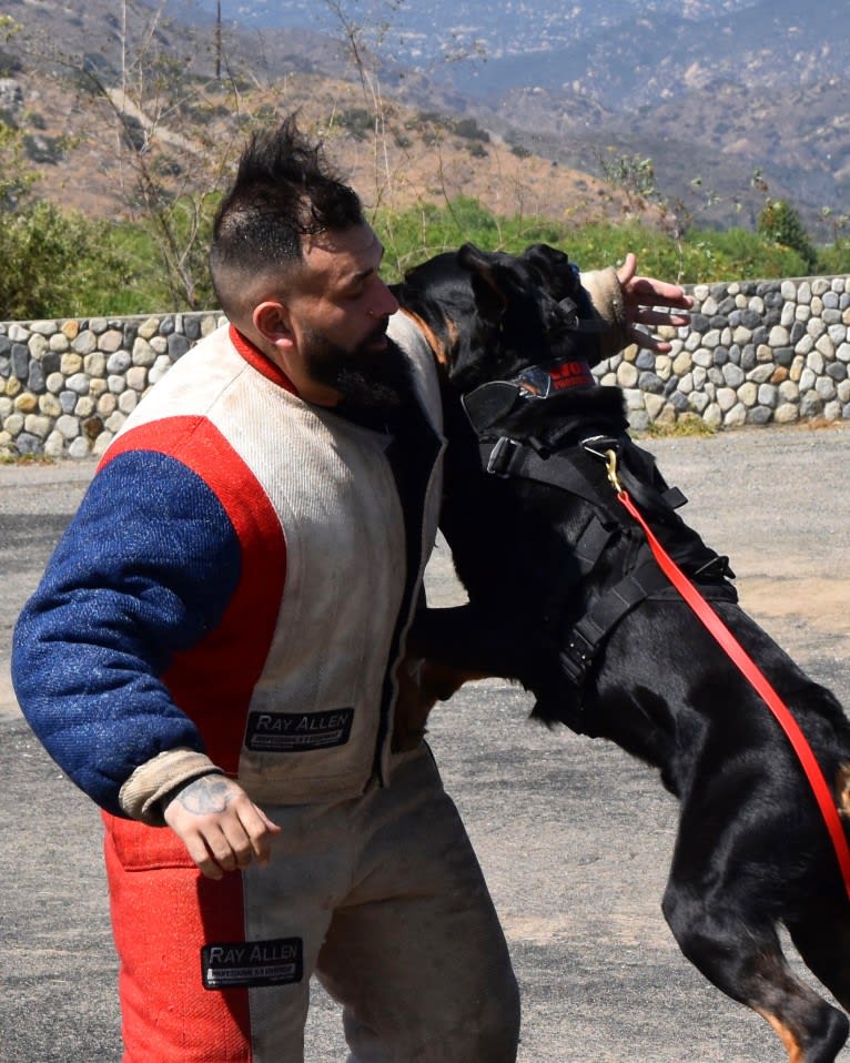 Wüstenhaus Samson, a Rottweiler tested with EmbarkVet.com