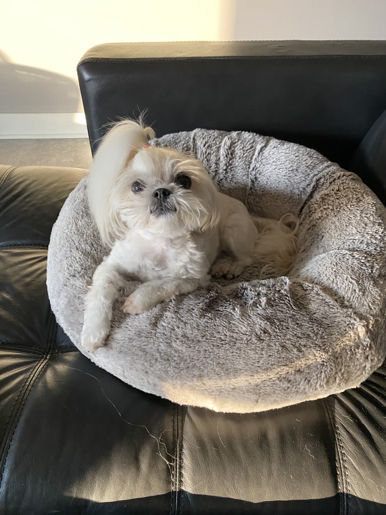 Aria, a Maltese and Pekingese mix tested with EmbarkVet.com