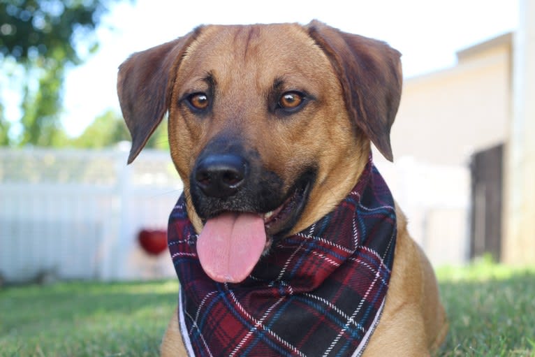 Cody, a Basset Hound and Australian Cattle Dog mix tested with EmbarkVet.com