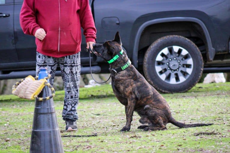 Static, a Dutch Shepherd tested with EmbarkVet.com