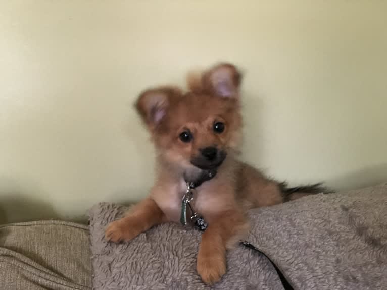 Biggie Smalls, a Pomeranian and Chihuahua mix tested with EmbarkVet.com