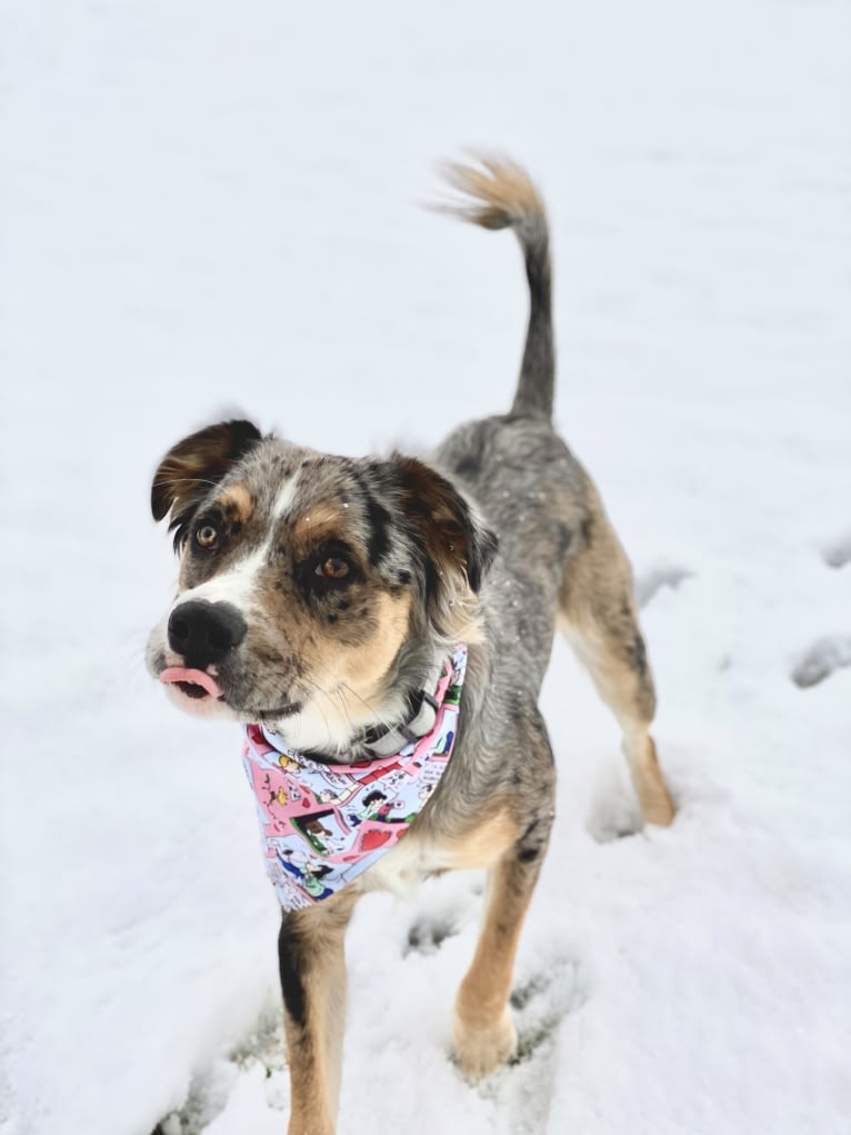 Finn, an American Pit Bull Terrier and Miniature Pinscher mix tested with EmbarkVet.com